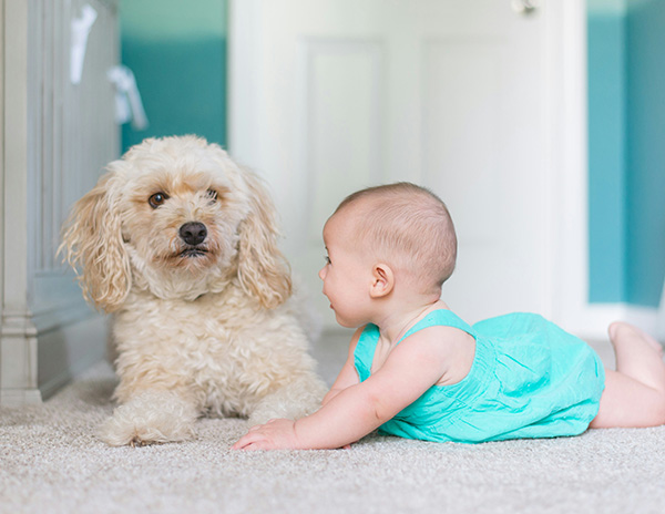 Baby and dog on clean carpet after professional pet stain and odor removal service