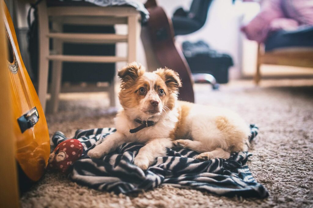 Small puppy lying on a cozy blanket on a carpeted floor in a San Pedro, CA home, with a guitar nearby.